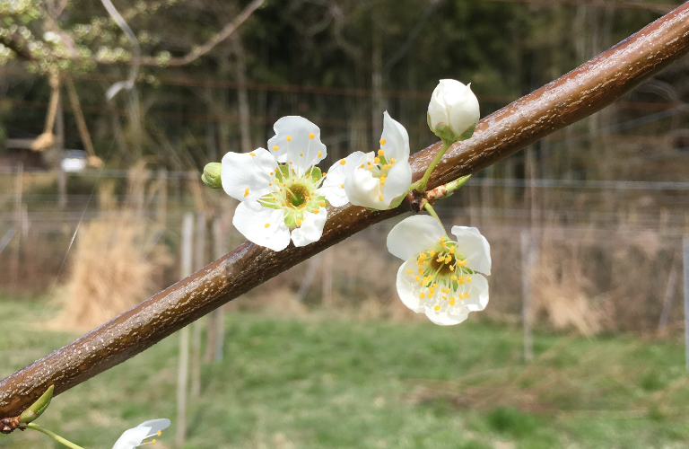 すもも 貴陽も開花しました。