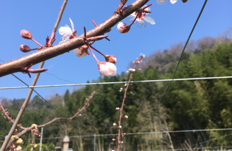 すもも 人工授粉用の花粉づくり